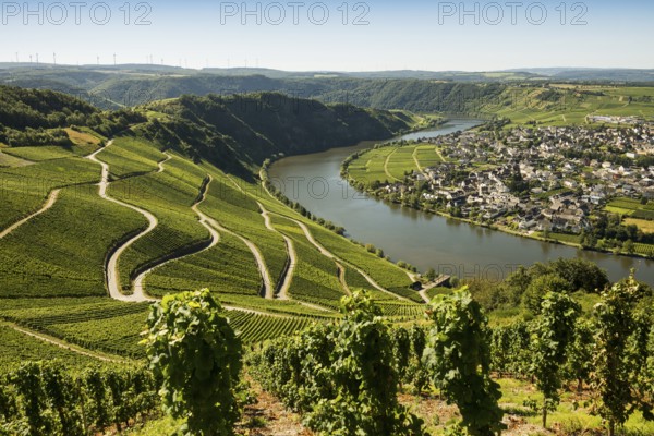 Picturesque village by the river and in the vineyards, Piesport, Moselle, Rhineland-Palatinate, Germany, Europe