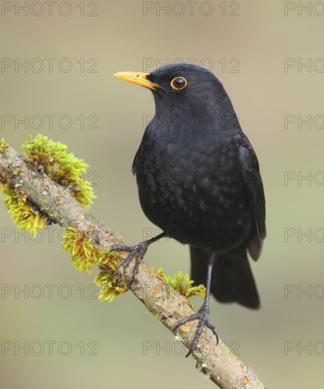 Blackbird, Black Thrush (Turdus merula), male sitting on a lichen-covered branch, Wildlife, Animals, Birds, Songbird, Siegerland, North Rhine-Westphalia, Germany, Europe