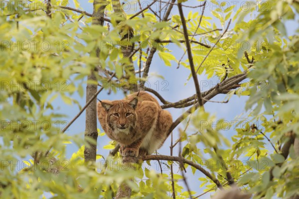 A Eurasian lynx (Lynx lynx) sits high up in a tree on a sunny day, looking towards the camera