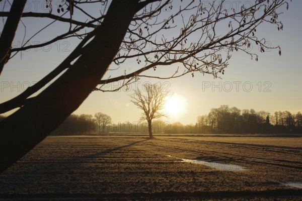 Landscape, tree, sun, winter, light mood, colour, Germany, The rising sun bathes the winter landscape in a warm, almost unreal light, Europe