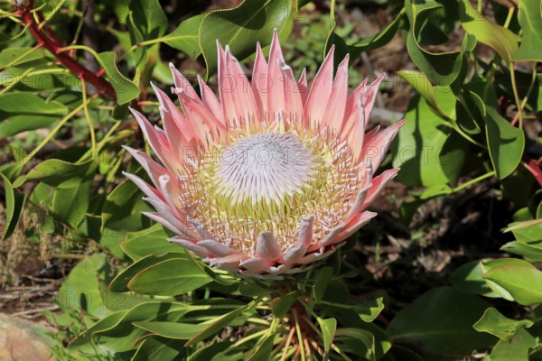 King Protea (Protea cynaroides), flower, flowering, flower, in spring, Kirstenbosch Botanical Gardens, Cape Town, South Africa, Africa