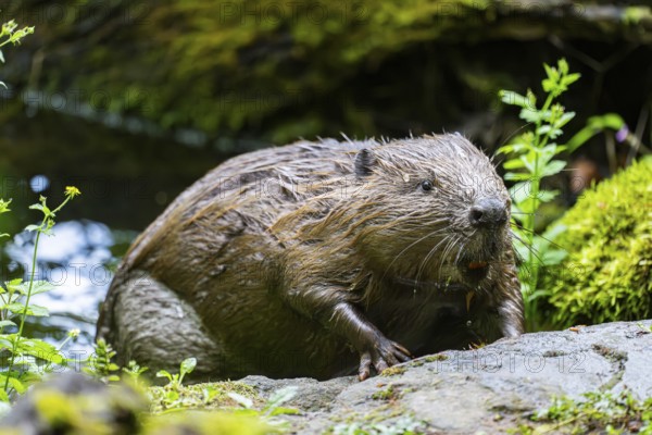 Eurasian beaver (Castor fiber) on the ground in the evening, Bavaria, Germany, Europe