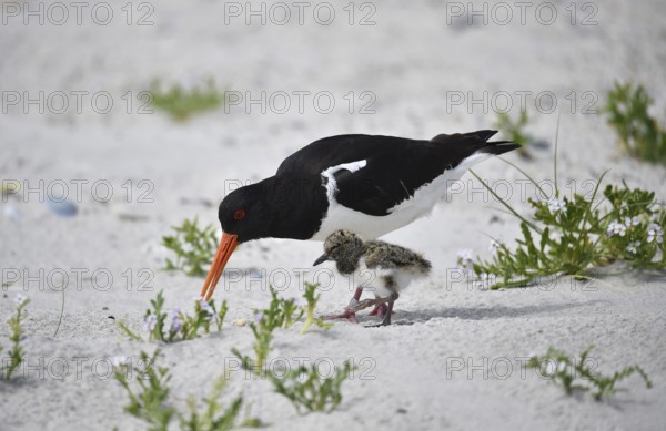Oystercatcher chicks on the beach of Heligoland, Schleswig-Holstein, Germany, Europe