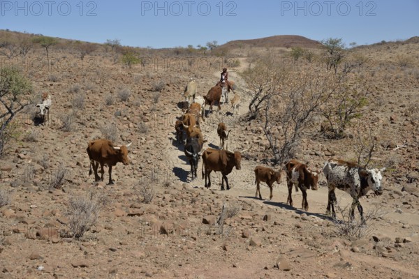 Himba woman on a donkey with her herd of cows, Orupembe, Kaokoland, Kunene, Namibia, Africa