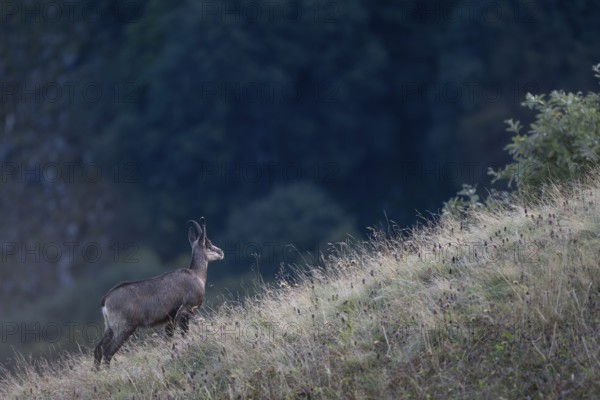 Chamois (Rupicapra rupicapra), Vosges, France, Europe