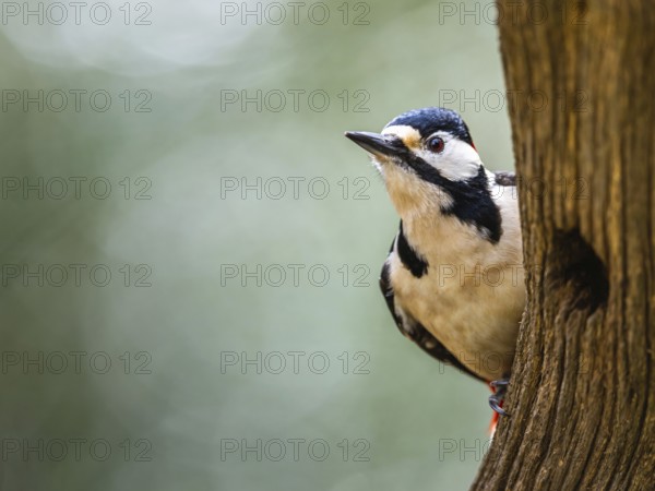 Male of Great Spotted Woodpecker, Dendrocopos major, bird in forest at winter sun