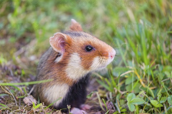 A European hamster (Cricetus cricetus), Eurasian hamster, black-bellied hamster or common hamster, peering out of its burrow in the fresh green grass