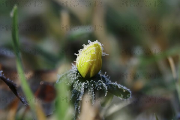 Winter aconite in a meadow, winter, Germany, Europe