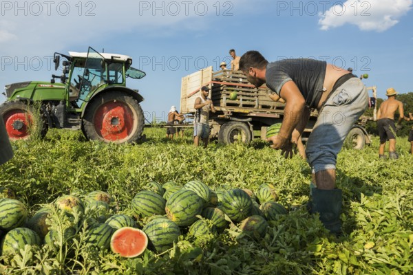 Melons, harvest, watermelon, near Bad Krozingen, Markgräflerland, Breisgau, Black Forest, Germany, Europe