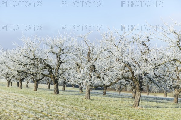 Rows of fruit trees with hoar frost on a cold winter morning in a meadow near Waiblingen, Baden-Württemberg, Germany, Europe