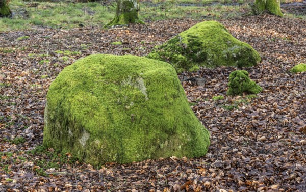 Stones covered in moss in Fyledalen, Ystad Municipality, Skåne, Sweden Scandinavia