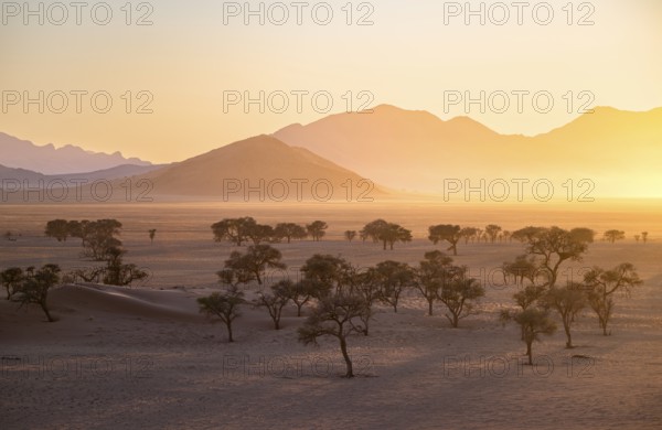 Sunset in the Namib Desert, acacias and mountains in the last evening light, NamibRand Nature Reserve, Namibia, Africa