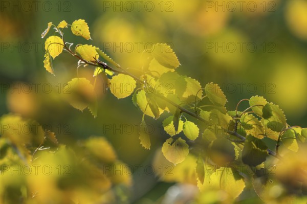 Trembling aspen (Populus tremula), leaves turn yellow in autumn, Lower Saxony, Germany, Europe