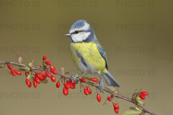Blue Tit (Parus caeruleus), sitting on a branch of a ambarbaris (Berberis vulgaris) with berries, North Rhine-Westphalia, Germany, Europe