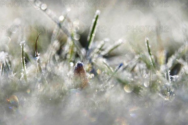 Hoarfrost in a meadow with beautiful bokeh, Winter, Germany, Europe