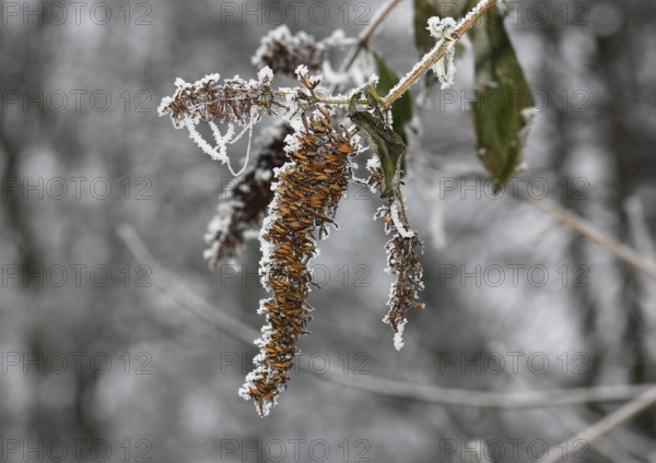 Summer lilac (Buddleja davidii) with hoarfrost, North Rhine-Westphalia, Germany, Europe