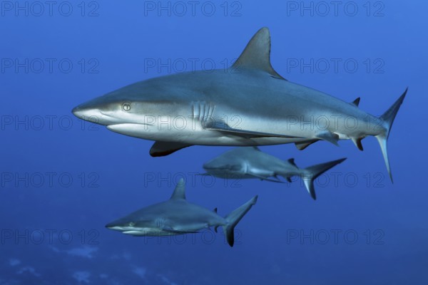 Three Grey reef sharks (Carcharhinus amblyrhynchos) swimming in the South Pass of the Fakarava Atoll Biosphere Reserve, Tuamotu Archipelago, French Polynesia, South Pacific, Pacific Ocean, Oceania