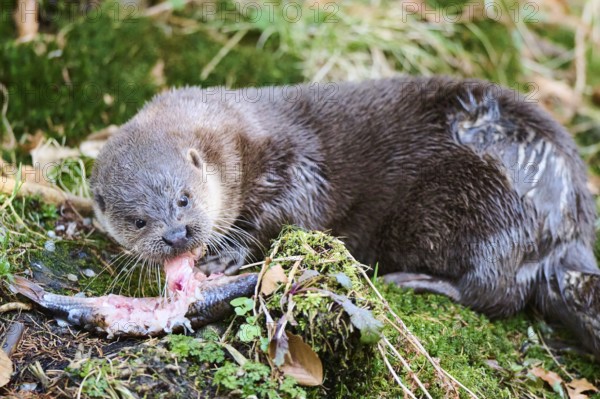Eurasian otter (Lutra lutra) eating a fish in the bavarian forest, Bavaria, Germany, Europe