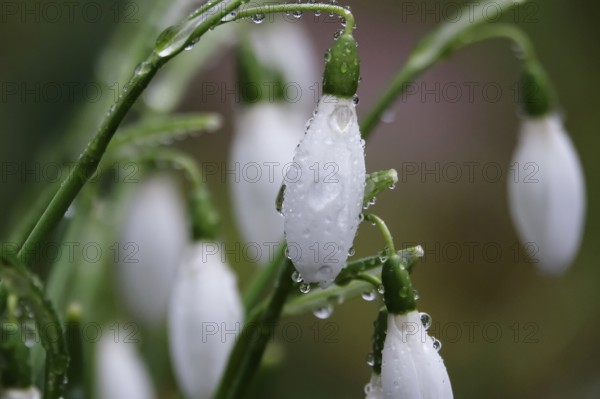 Snowdrops, macro shot, Germany, Europe
