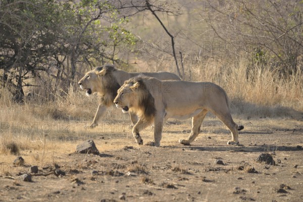 Two male Asiatic Lions (Panthera leo persica), Gir Interpretation Zone, Gir Forest National Park, Gir Sanctuary, Gujarat, India, Asia