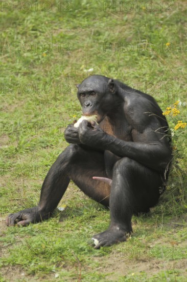 Bonobo (Pan paniscus), adult, male, penis, sitting, captive