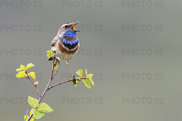 Bluethroat (Luscinia svecica svecica), singing male, Dovrefjell, Norway, Europe