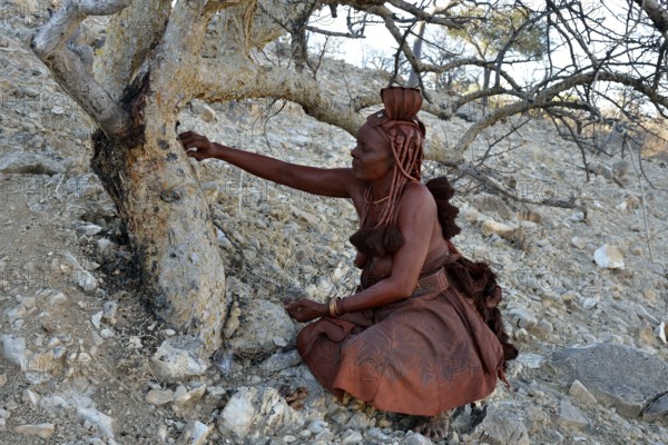 Himba woman harvesting the resin of the Guggal, Guggul or Mukul Myrrh Tree (Commiphora wildii) for the production of perfume, Etambura, Orupembe, Kaokoland, Kunene, Namibia, Africa