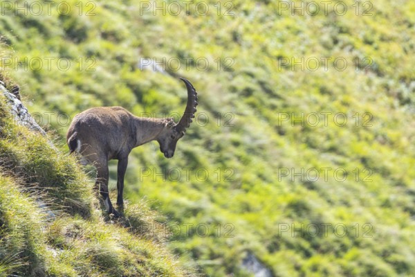 Alpine ibex (Capra hircus ibex) Austria