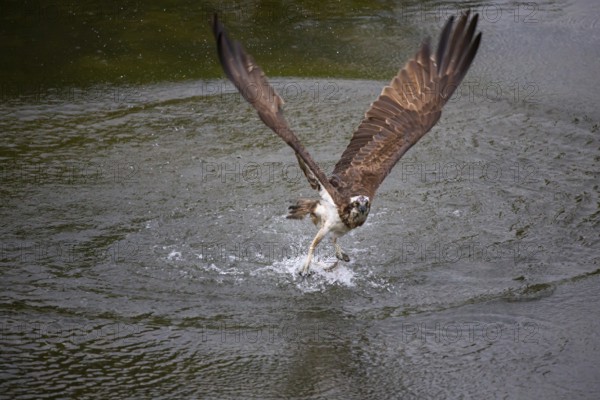 Western osprey (Pandion haliaetus) fishing, Finland, Europe