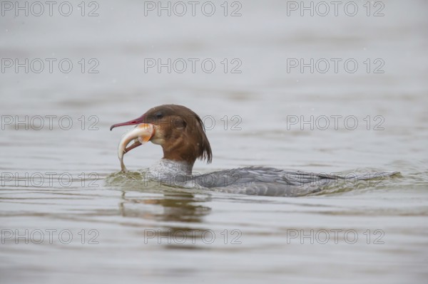 Common merganser (Mergus merganser) female with fish, Germany, Europe