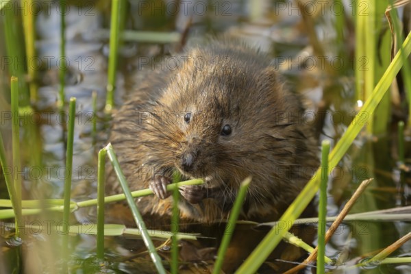 Water vole (Arvicola amphibius) adult animal feeding on a reed plant stem in a pond in the summer, Suffolk, England, United Kingdom, Europe