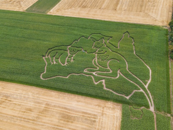 Maize maze, aerial view, Weißkirchen, Frankfurt am Main, Hesse, Germany, Europe
