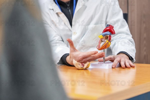 Model of a heart used by a cardiologist in an explanation of a medical procedure to a patient