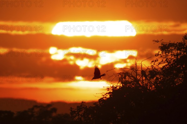 The sun rises behind a band of clouds, Frankfurt am Main, Hesse, Germany, Europe