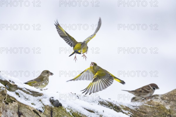 Greenfinch (Carduelis chöloris) Germany