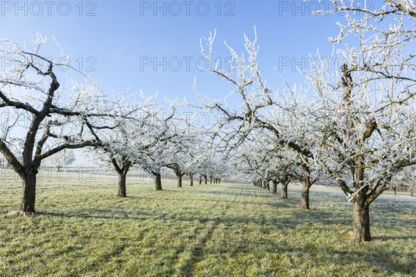 Bare fruit trees with hoarfrost in a long row of trees in a green meadow near Waiblingen, Baden-Württemberg, Germany, Europe
