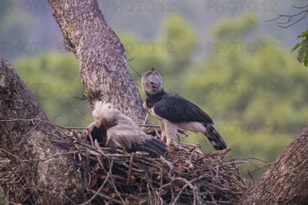 American harpy eagle (Harpia harpyja) female and young bird in nest, Carajas National Park, Brazil, South America