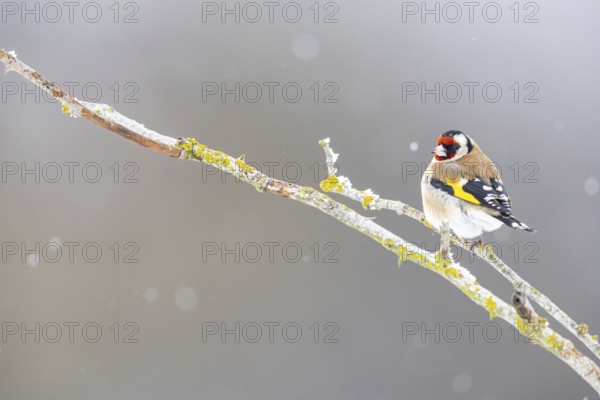 European goldfinch (Carduelis carduelis) Germany