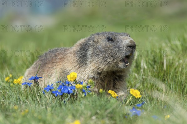 Alpine Marmot (Marmota marmota), High Tauern National Park, Austria, Europe
