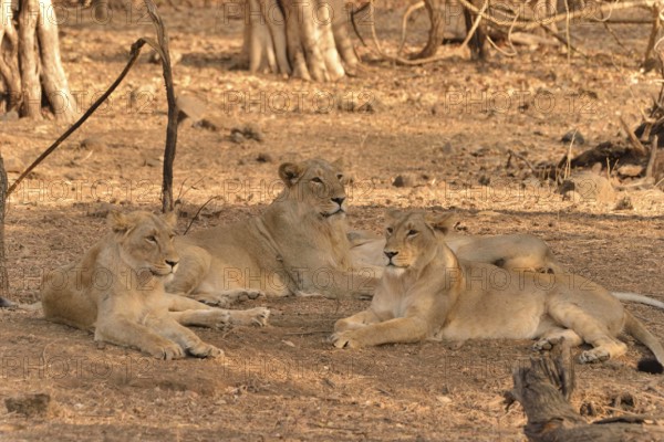 Asiatic Lions (Panthera leo persica), Gir Forest National Park, Gir Sanctuary, Gujarat, India, Asia