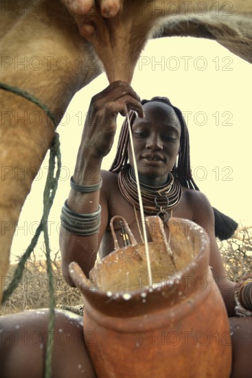 Himba woman milking a cow, Ombombo, Kaokoland, Kunene, Namibia, Africa