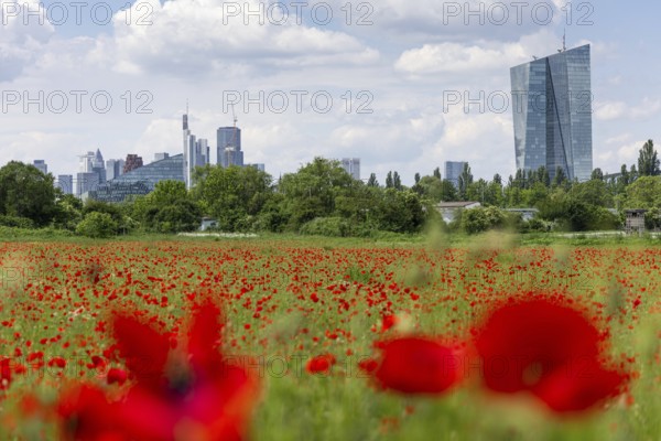 A field of poppies is in full bloom in front of the European Central Bank (ECB) and the bank skyline in Frankfurt's Oberrad district, Oberrad, Frankfurt am Main, Hesse, Germany, Europe