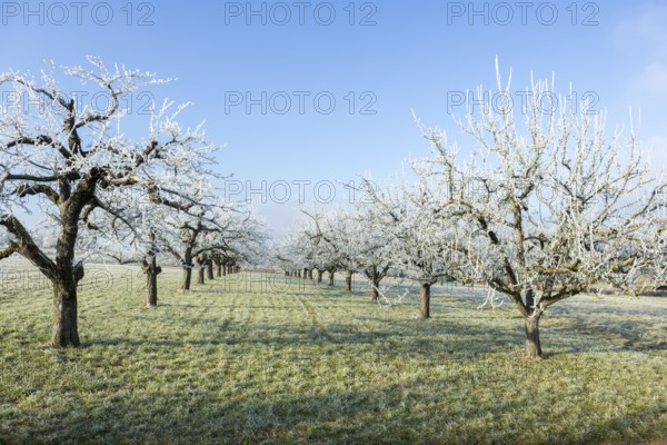 Frosty fruit trees in a meadow under a clear blue sky, near Waiblingen, Baden-Württemberg, Germany, Europe