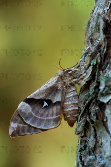 Tau emperor (Aglia tau) female, dark form, Rhineland-Palatinate, Germany, Europe