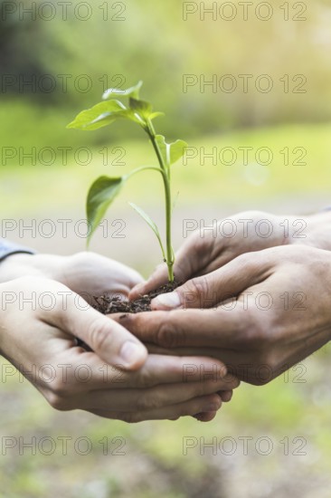 crop hands holding sapling (1)