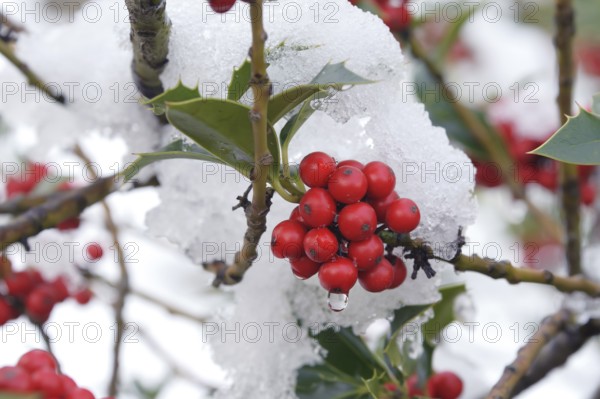 Common holly (Ilex aquifolium), Rödertal, Hermsdorf, Saxony, Germany, Europe