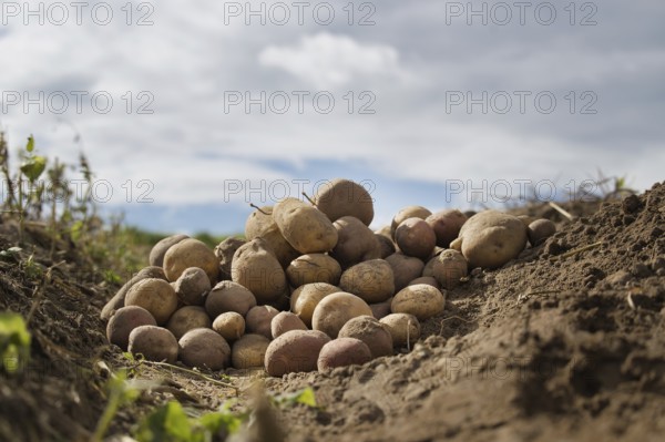 Heap of different types of potatoes in a farm field, low angle view, harvesting and food cultivation