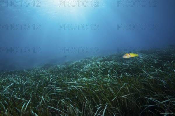 Seagrass meadow ecosystem, Vis Island, Mediterranean Sea, Croatia, Europe