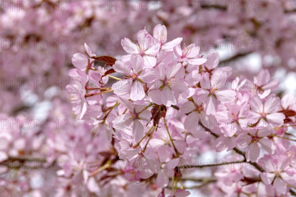 Mountain cherry (Prunus sargentii), Anchers Havecenter, Bad Langensalza, Thuringia, Germany, Europe