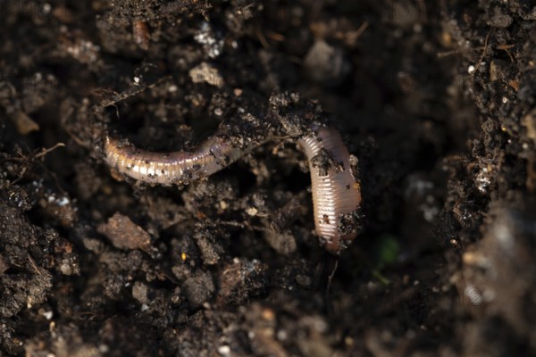 Earthworm (Lumbricidae), on soil, Velbert, North Rhine-Westphalia, Germany, Europe